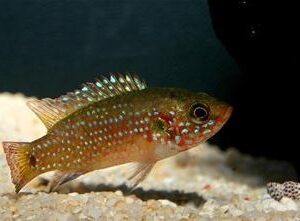 Other African Cichlids