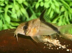 Corydoras