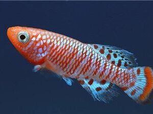 Killifish